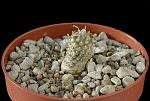 Euphorbia hadramautica Cm. 1,5€ 15,00